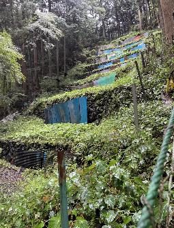 段になっている山葵田