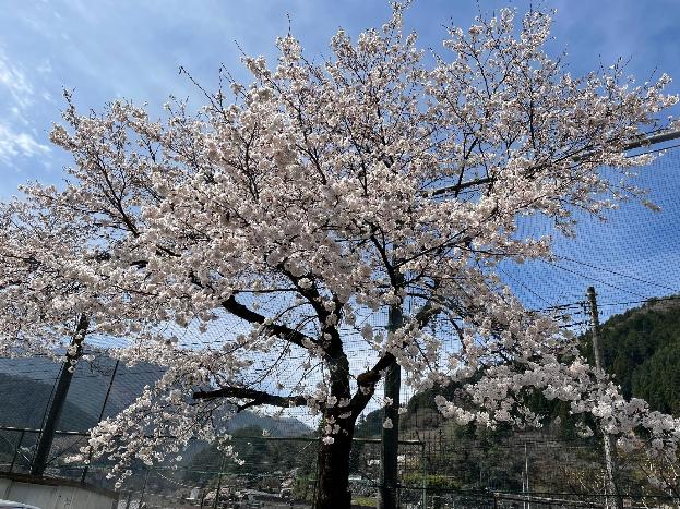氷川小学校の桜