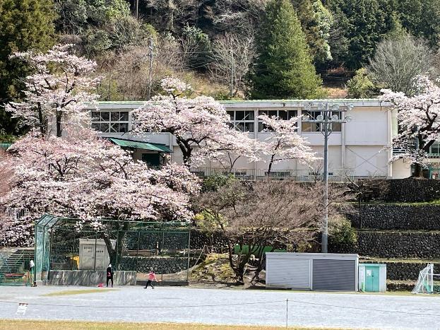 氷川陽学校体育館前の桜