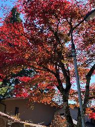 御岳山の紅葉