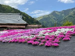 芝桜1