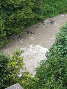 大雨の影響で増水した日原川の写真