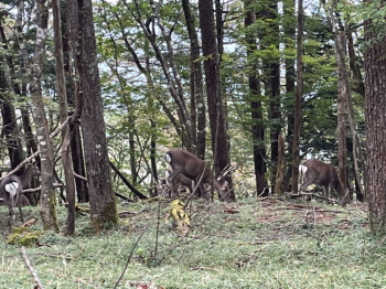 鹿の群れの写真