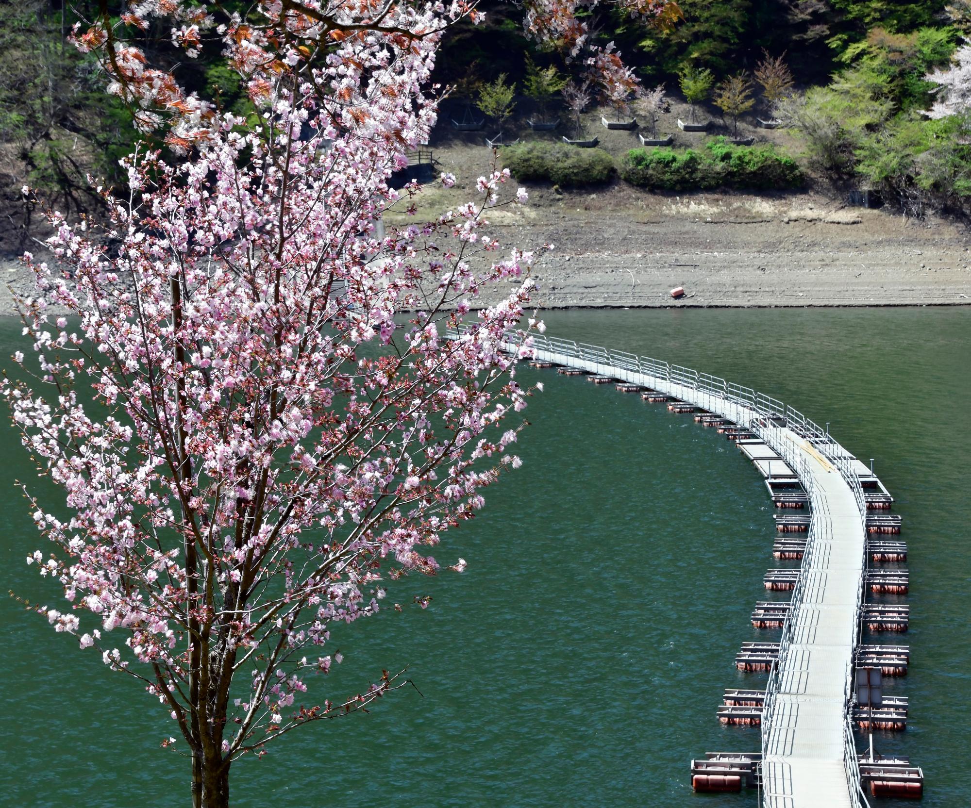 第39回写真コンクール入選 守重千明「桜と浮き橋」